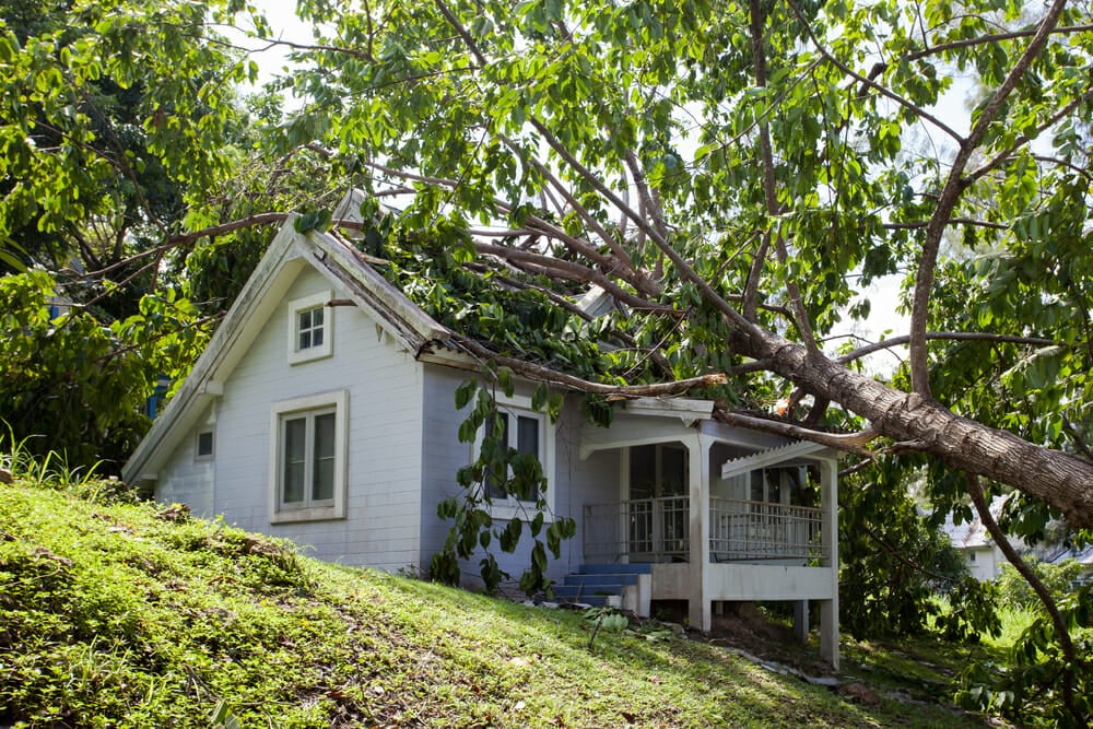 Read more about the article What To Do When A Tree Falls On Your Roof?