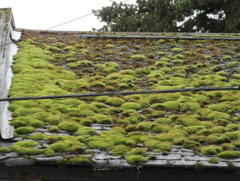 Read more about the article 4 Ways Moss Can Affect Your Roof